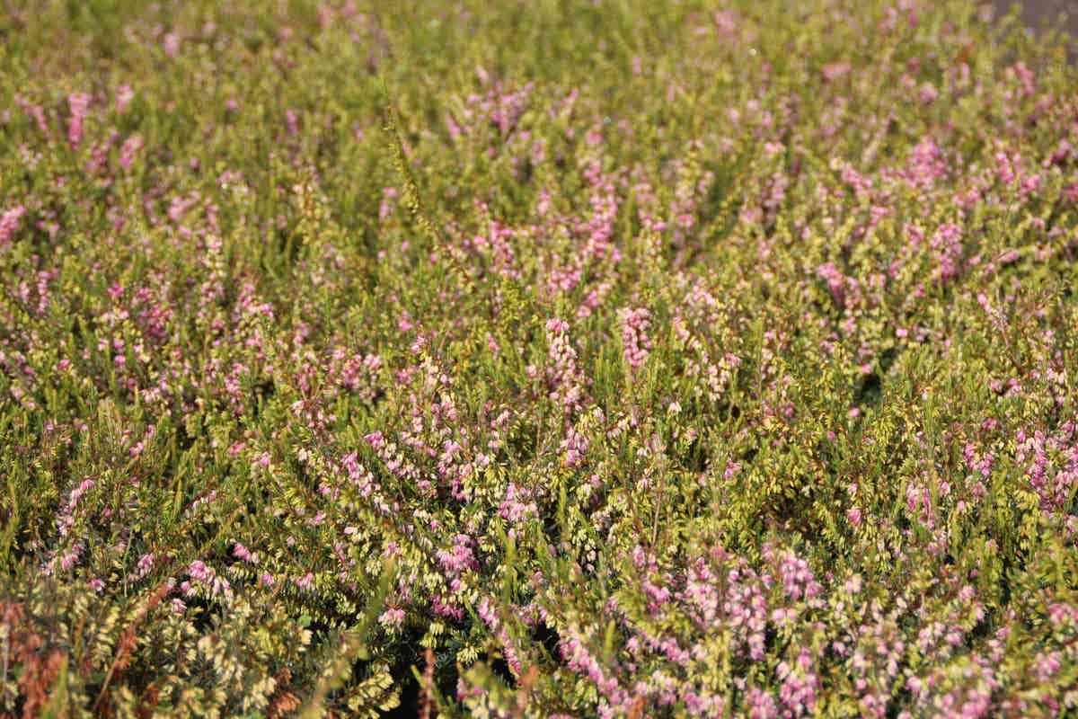  Roze Winterheide (Erica Darleyensis 'Ghost Hills')