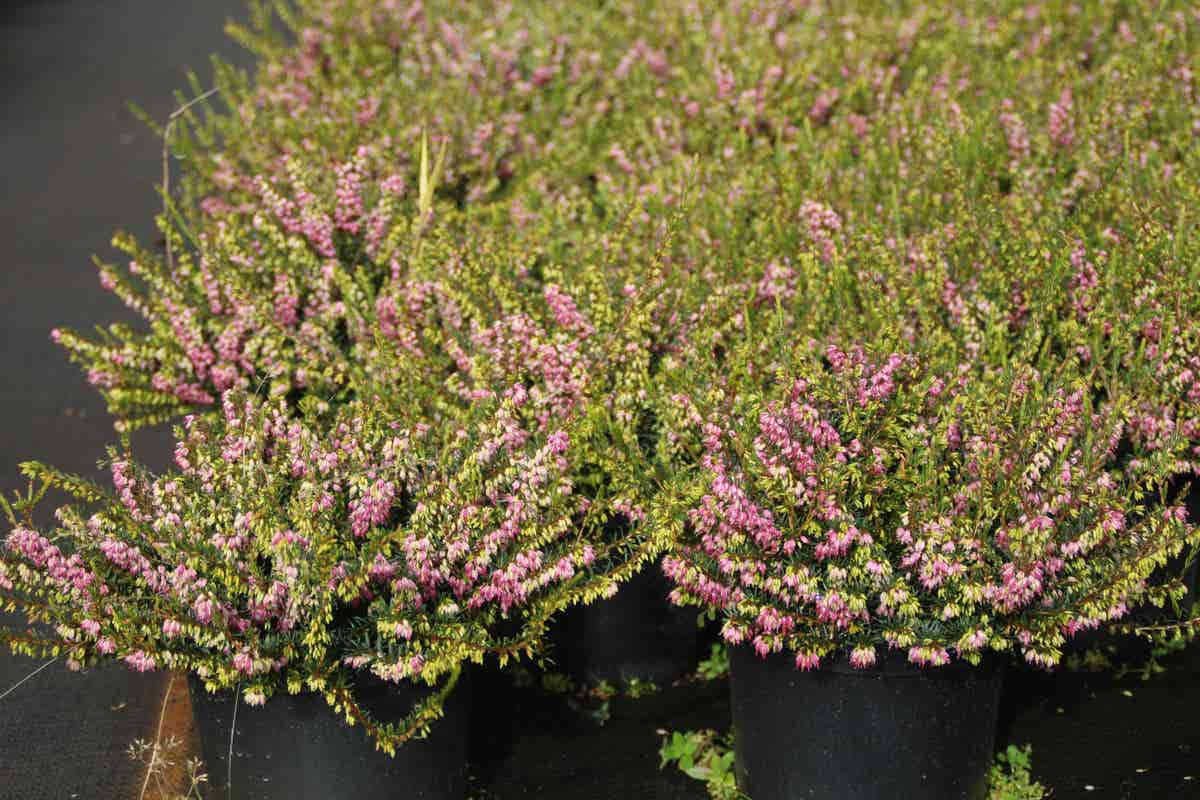  Roze Winterheide (Erica Darleyensis 'Ghost Hills')