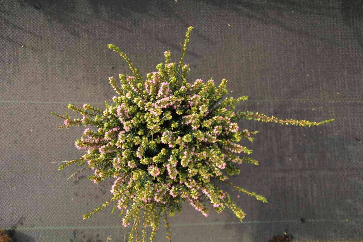  Roze Winterheide (Erica Darleyensis 'Ghost Hills')