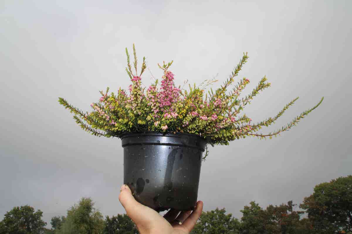  Roze Winterheide (Erica Darleyensis 'Ghost Hills')
