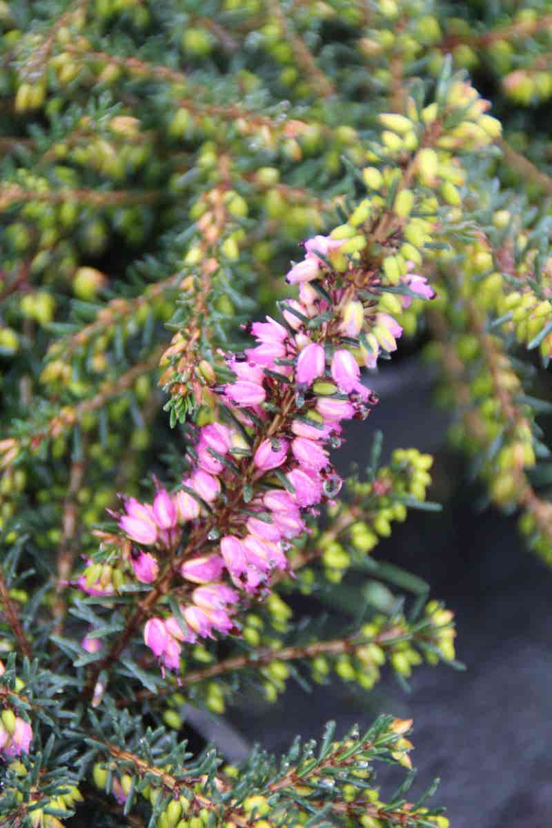  Rode Winterheide (Erica Darleyensis 'Kramer's Rote')