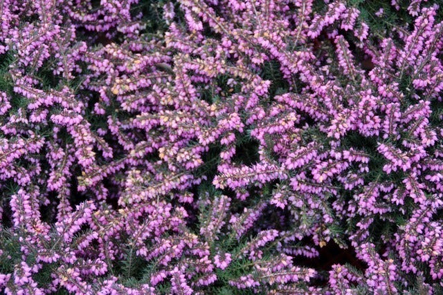  Rode Winterheide (Erica Darleyensis 'Kramer's Rote')