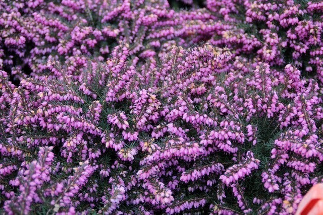  Rode Winterheide (Erica Darleyensis 'Kramer's Rote')