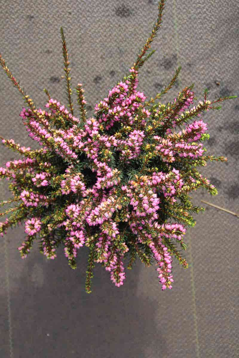  Rode Winterheide (Erica Darleyensis 'Kramer's Rote')