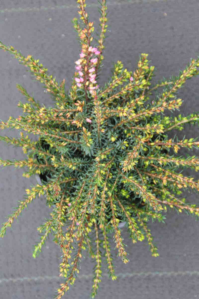  Rode Winterheide (Erica Darleyensis 'Kramer's Rote')