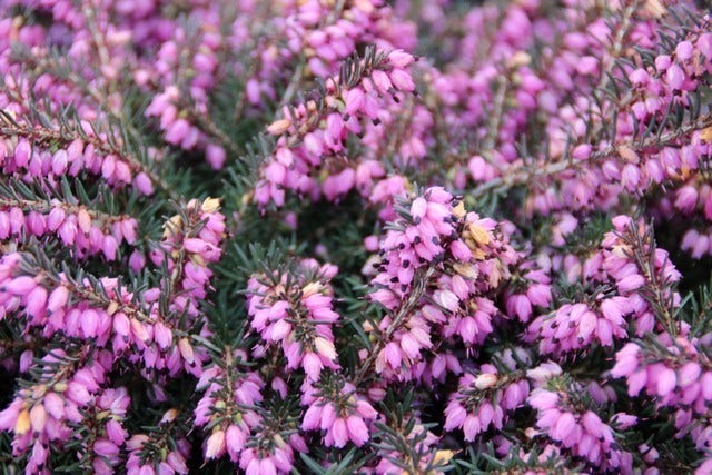  Rode Winterheide (Erica Darleyensis 'Kramer's Rote')