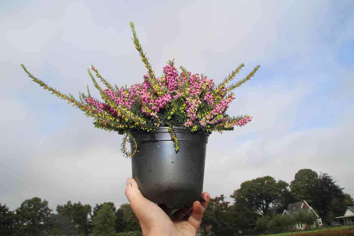  Rode Winterheide (Erica Darleyensis 'Kramer's Rote')