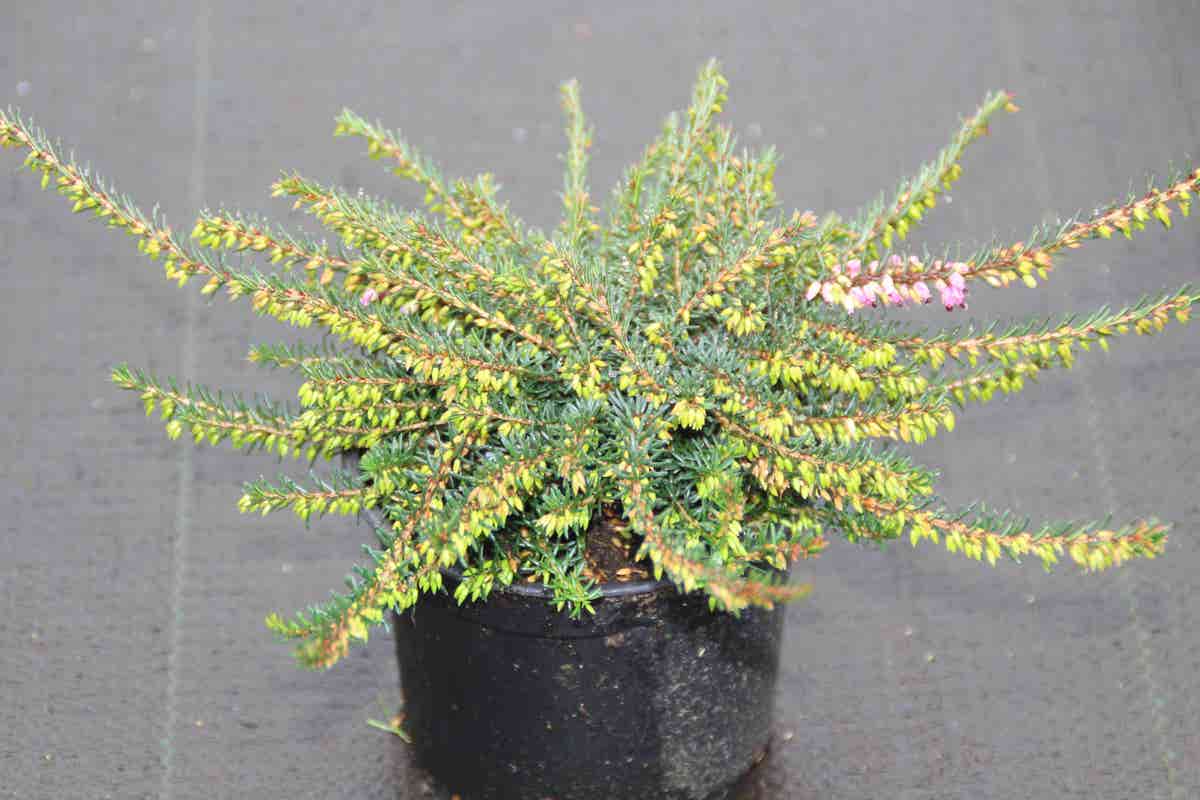  Rode Winterheide (Erica Darleyensis 'Kramer's Rote')