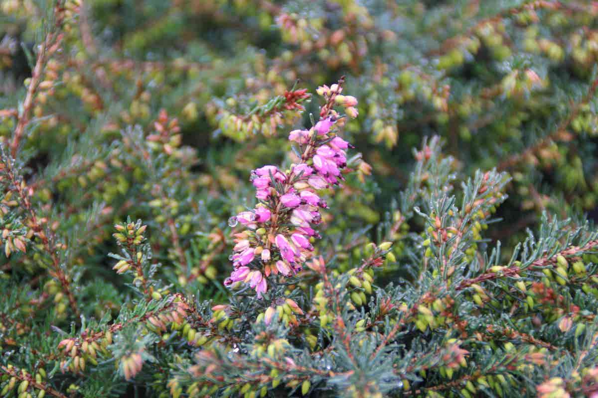  Rode Winterheide (Erica Darleyensis 'Kramer's Rote')