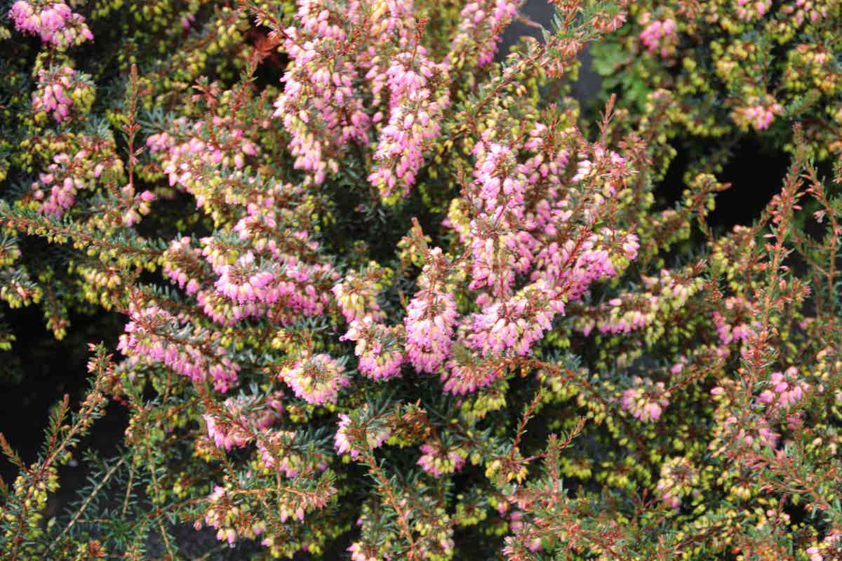  Winterheide Paars-roze (Erica Darleyensis 'Rubina')