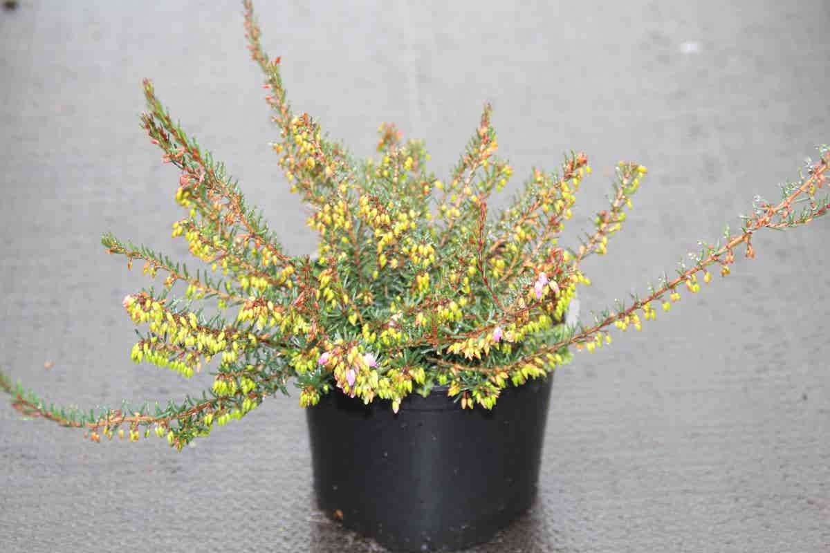  Winterheide Paars-roze (Erica Darleyensis 'Rubina')