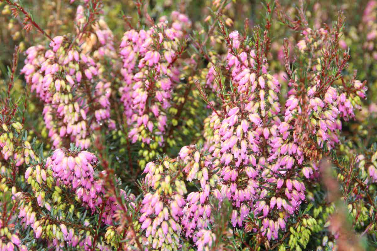  Winterheide Paars-roze (Erica Darleyensis 'Rubina')