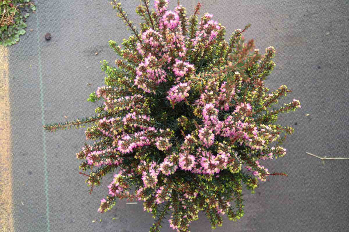  Winterheide Paars-roze (Erica Darleyensis 'Rubina')