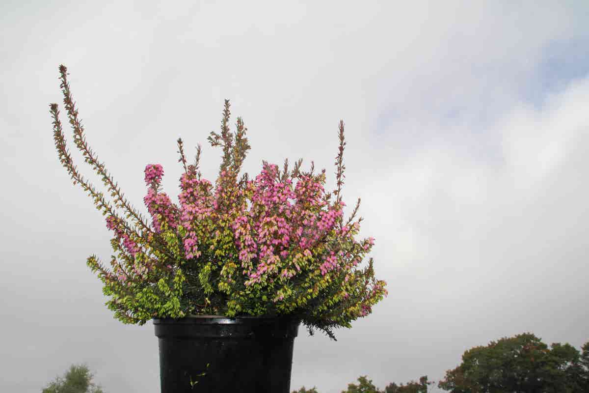  Winterheide Paars-roze (Erica Darleyensis 'Rubina')