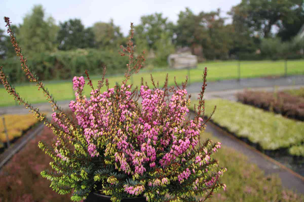  Winterheide Paars-roze (Erica Darleyensis 'Rubina')