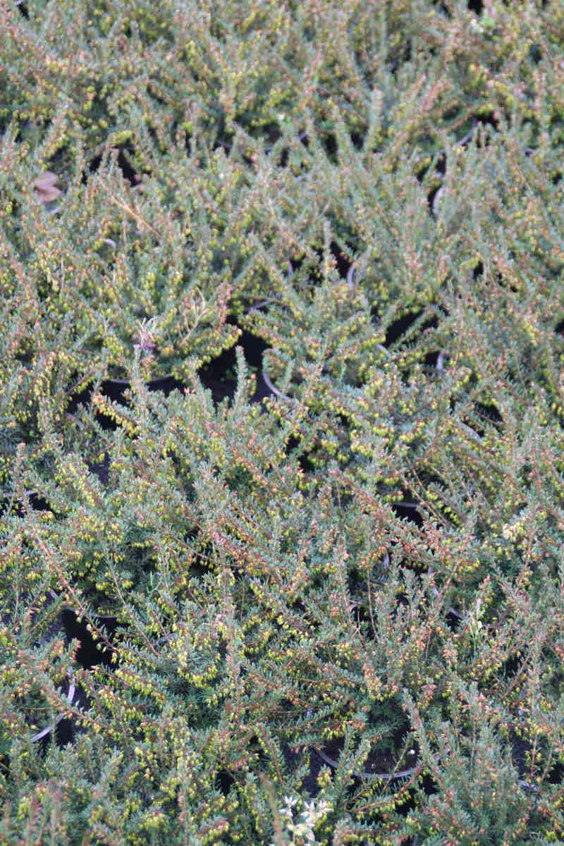  Winterheide Paars-roze (Erica Darleyensis 'Rubina')