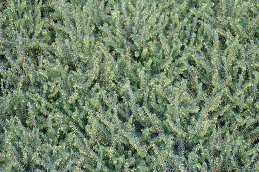  Winterheide Paars (Erica Darleyensis 'Spring Surprise')