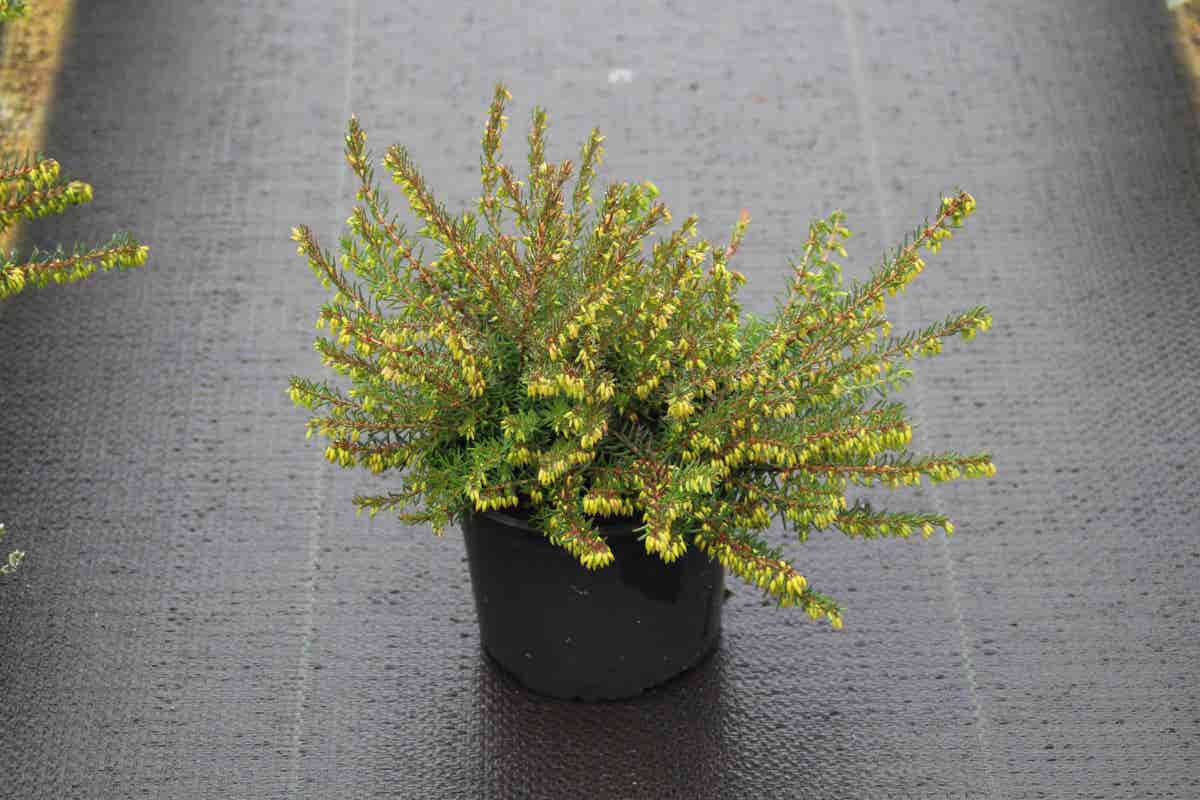  Winterheide Paars (Erica Darleyensis 'Spring Surprise')