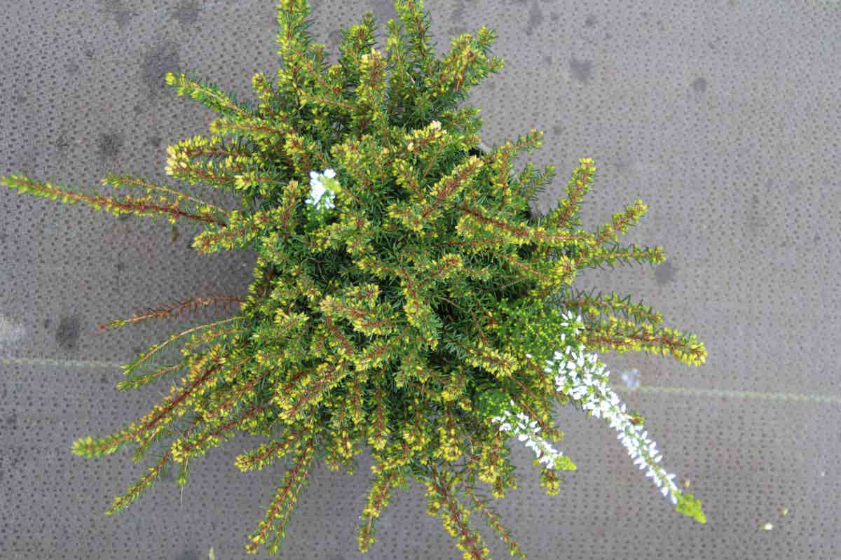  Winterheide Paars (Erica Darleyensis 'Spring Surprise')