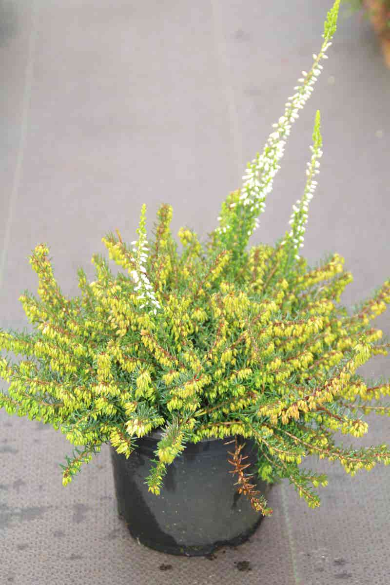  Winterheide Paars (Erica Darleyensis 'Spring Surprise')
