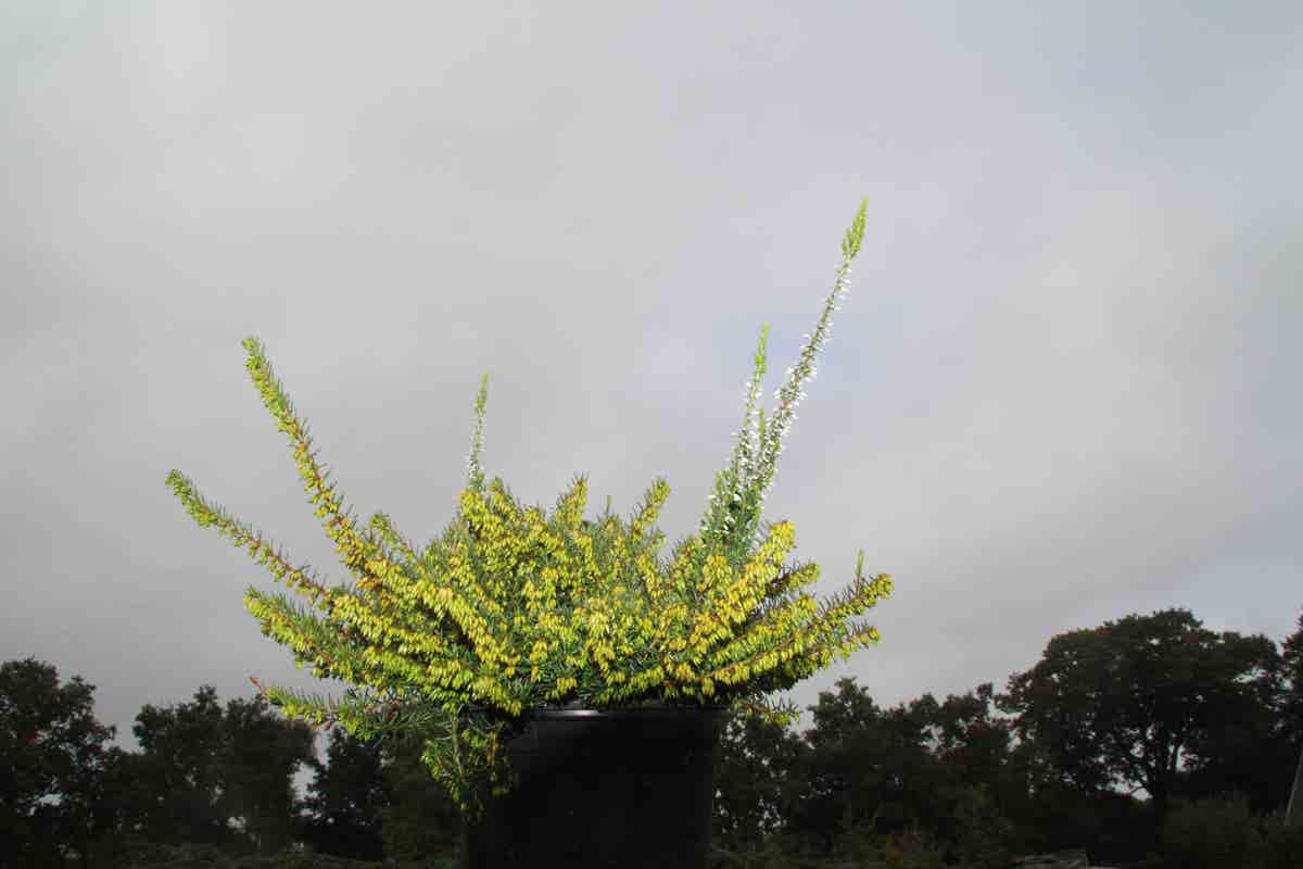  Winterheide Paars (Erica Darleyensis 'Spring Surprise')