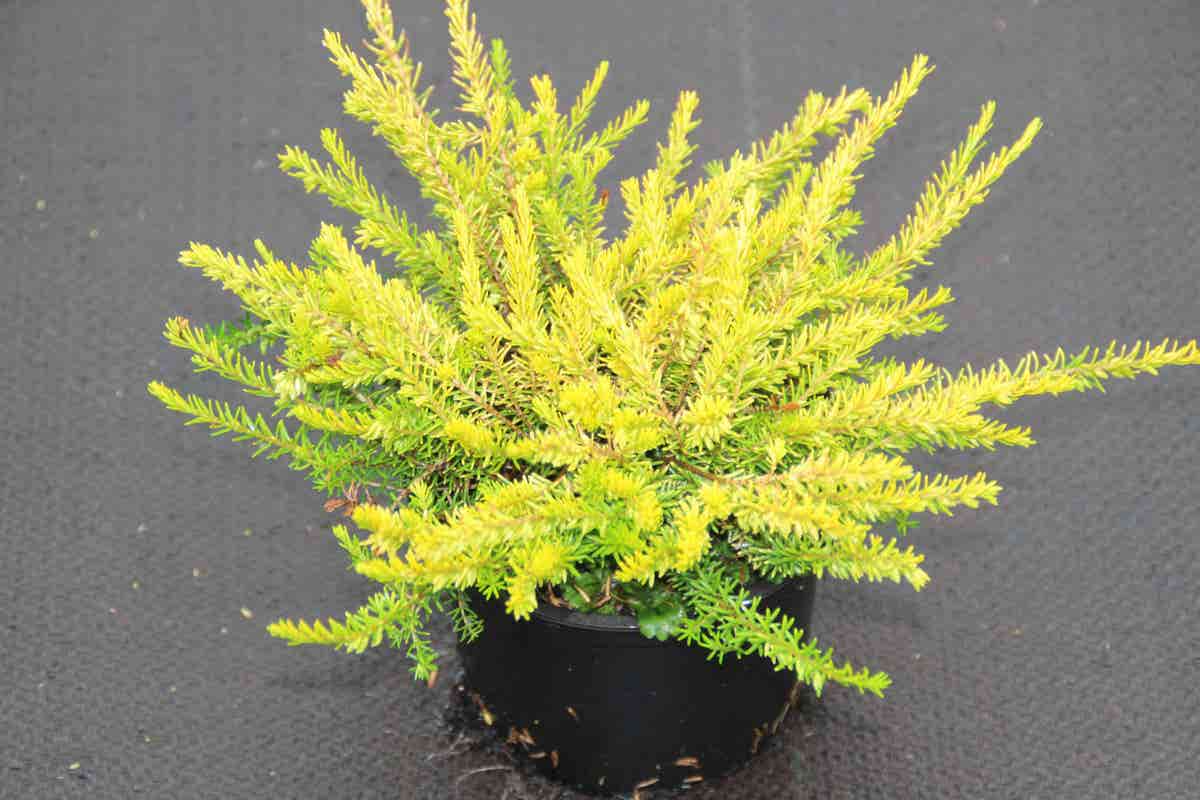  Winterheide (Erica Darleyensis 'Stieneke')