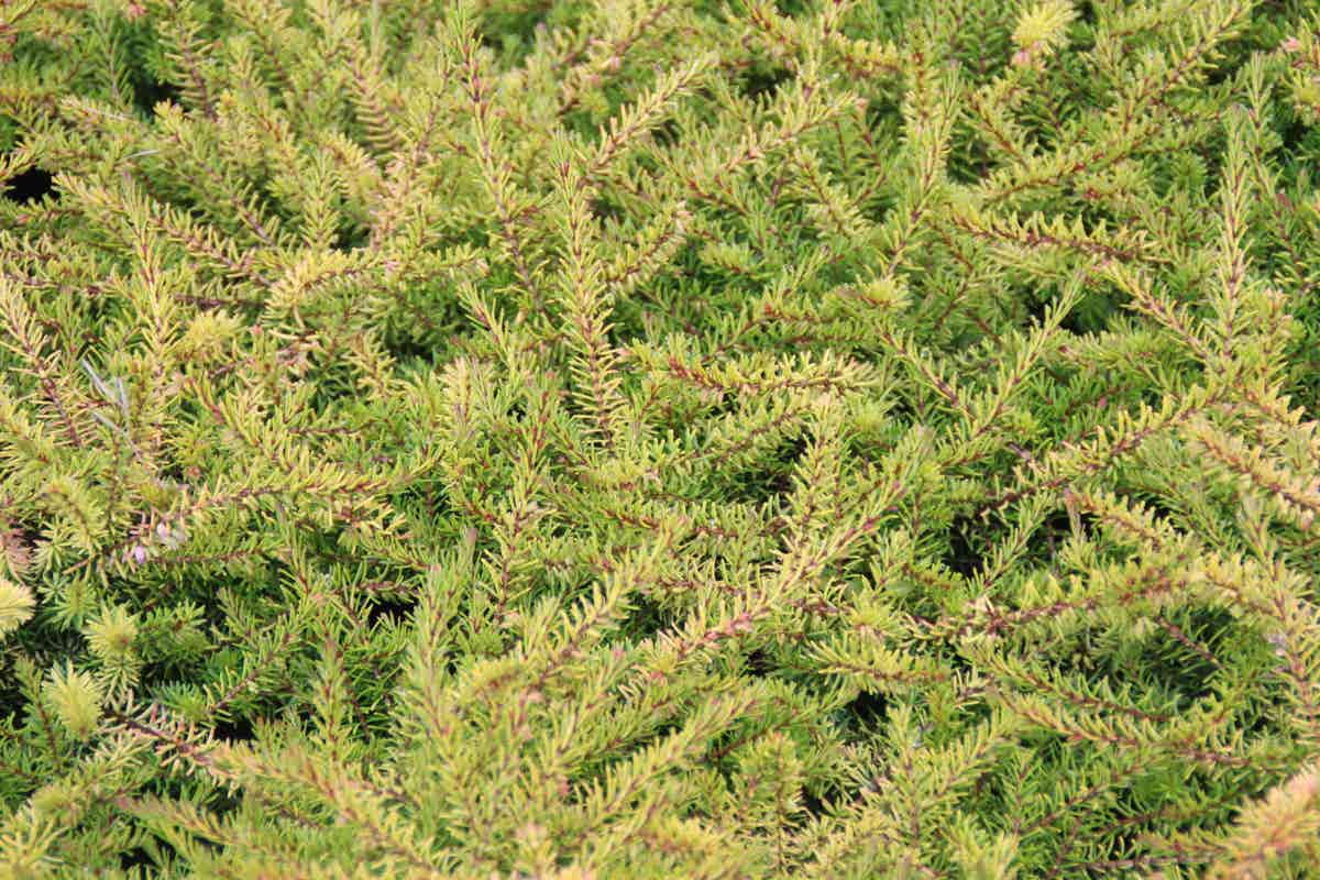  Winterheide (Erica Darleyensis 'Stieneke')