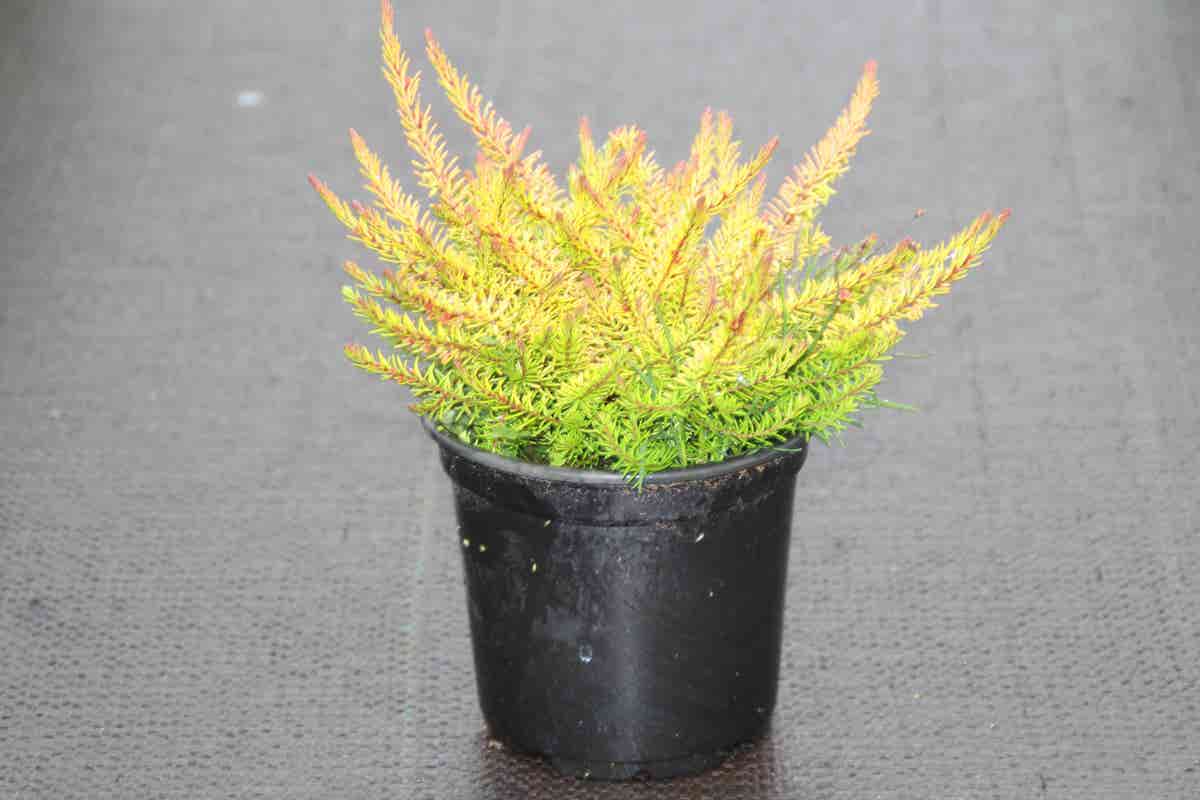  Winterheide (Erica Darleyensis 'Stieneke')