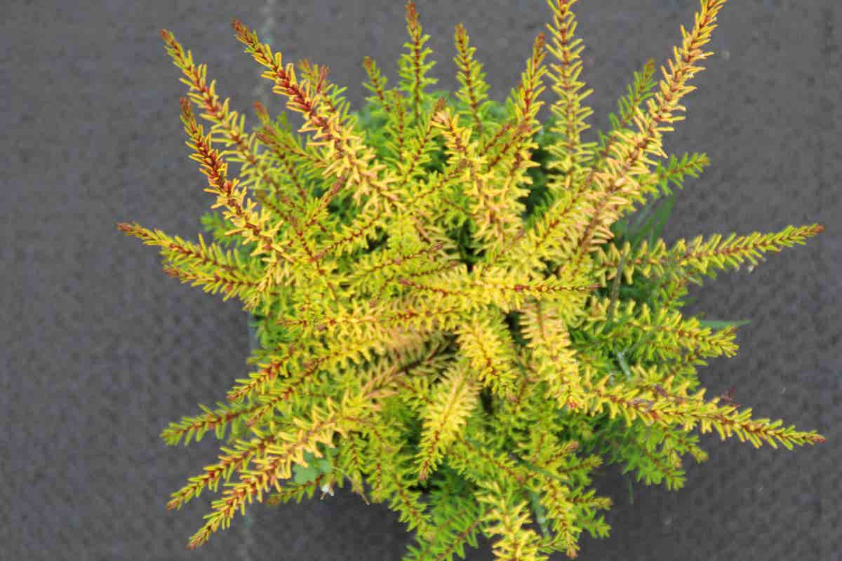  Winterheide (Erica Darleyensis 'Stieneke')