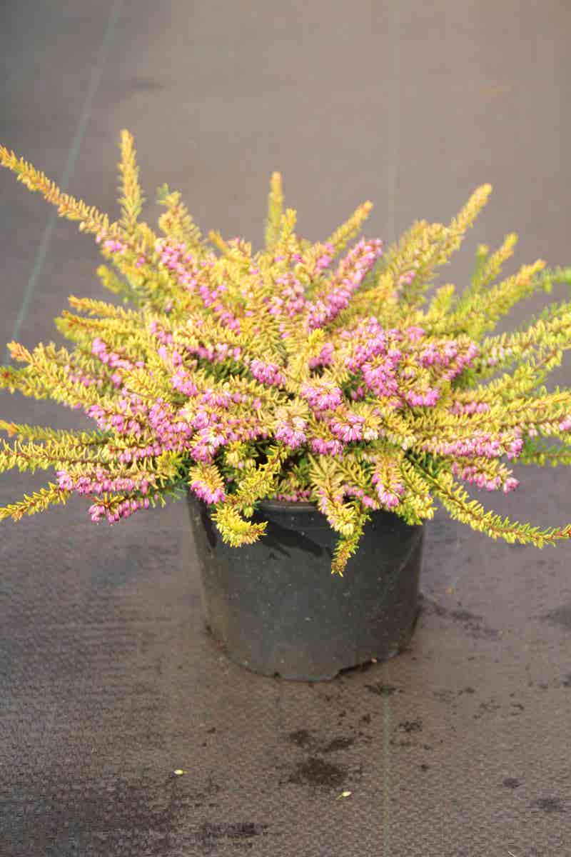  Winterheide (Erica Darleyensis 'Stieneke')