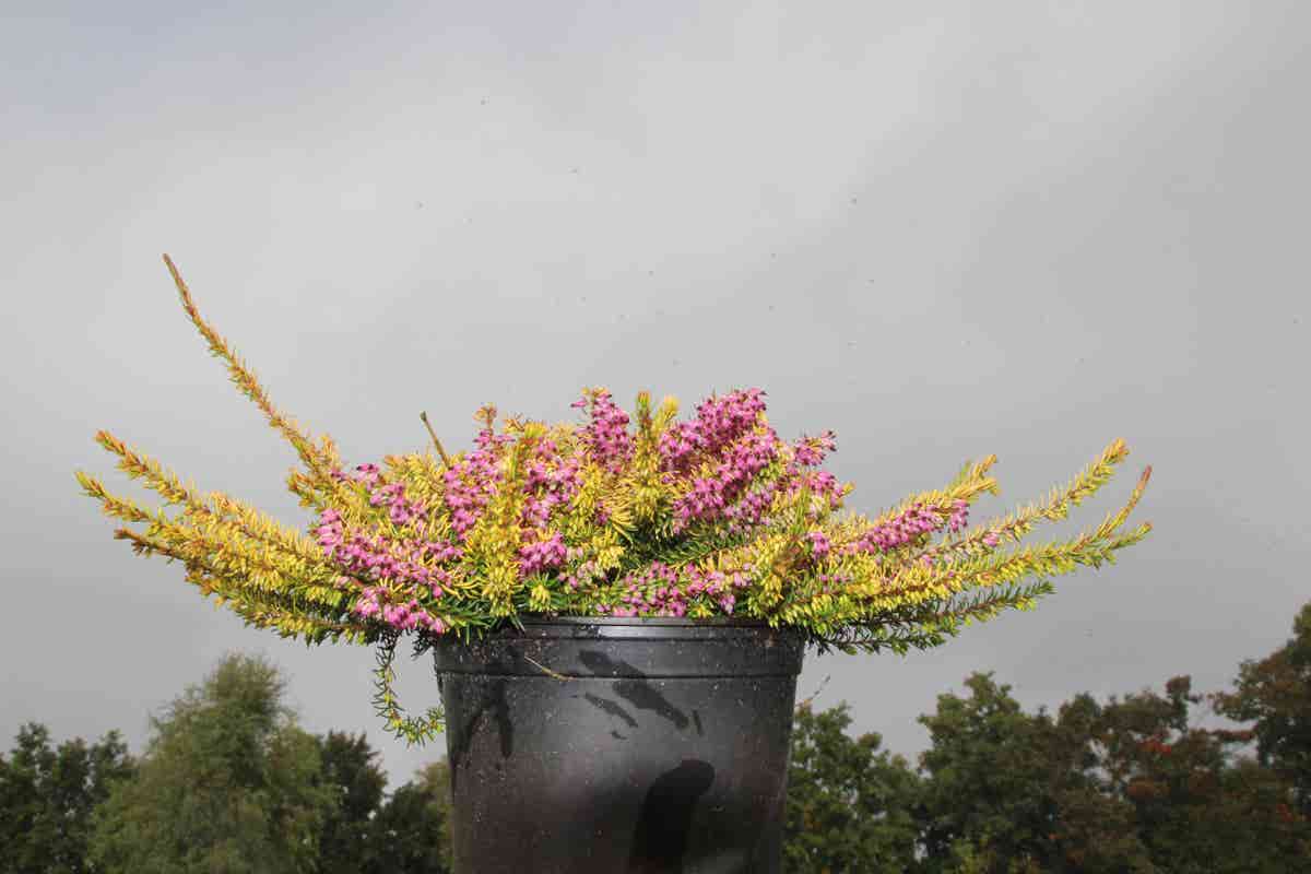  Winterheide (Erica Darleyensis 'Stieneke')