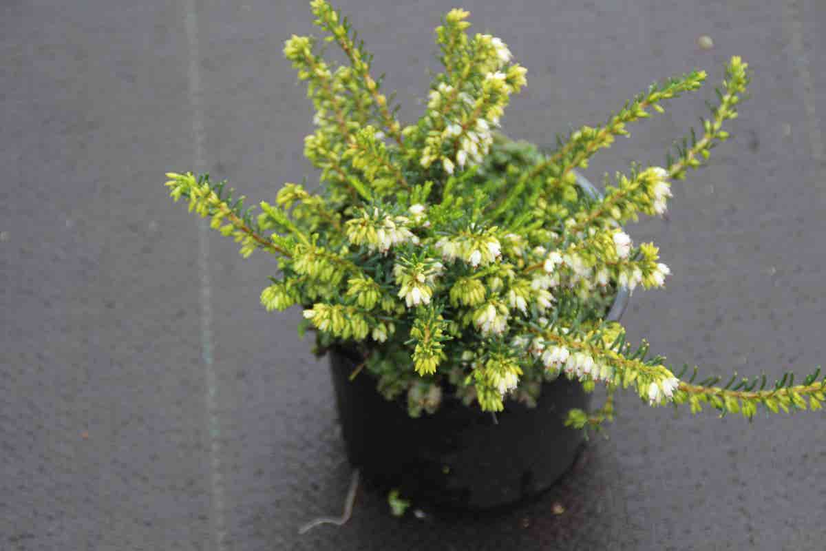  Witte Winterheide (Erica Darleyensis 'White Perfection')