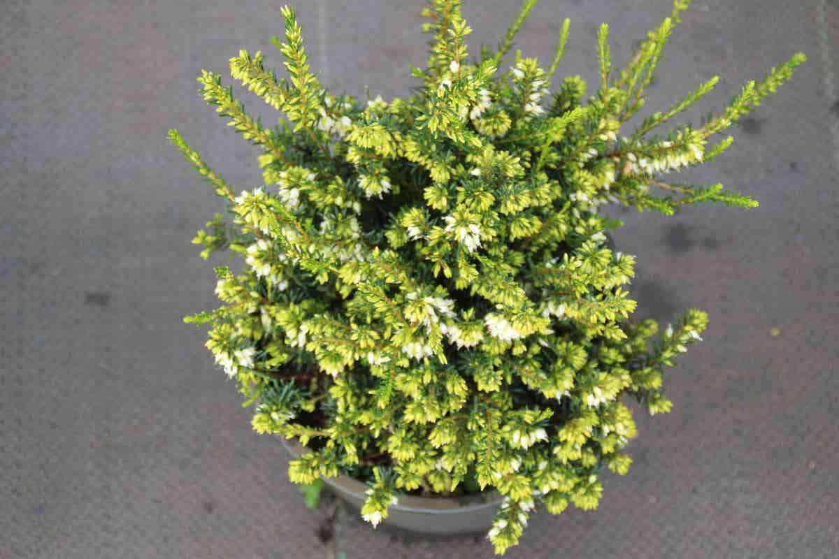  Witte Winterheide (Erica Darleyensis 'White Perfection')