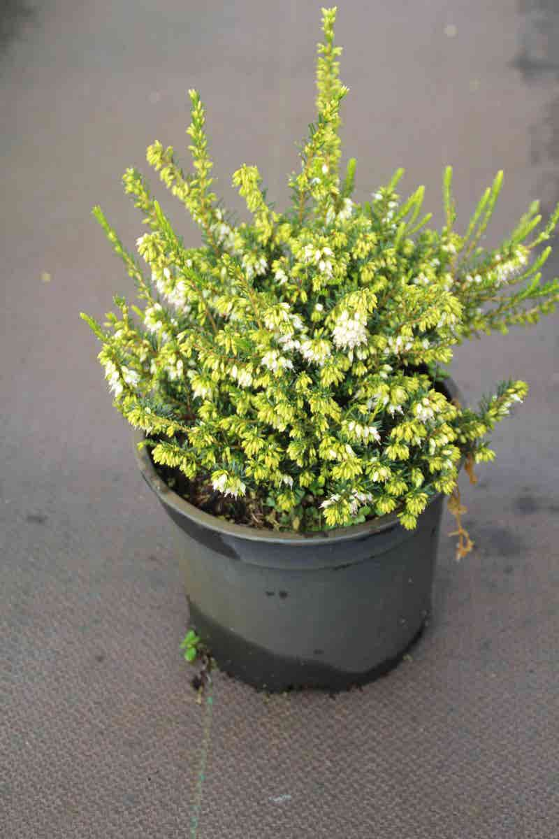  Witte Winterheide (Erica Darleyensis 'White Perfection')