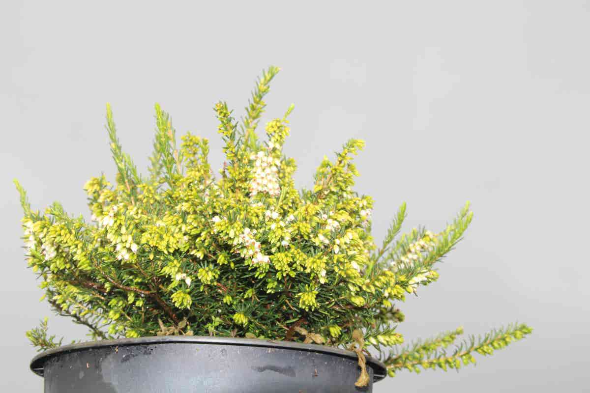  Witte Winterheide (Erica Darleyensis 'White Perfection')