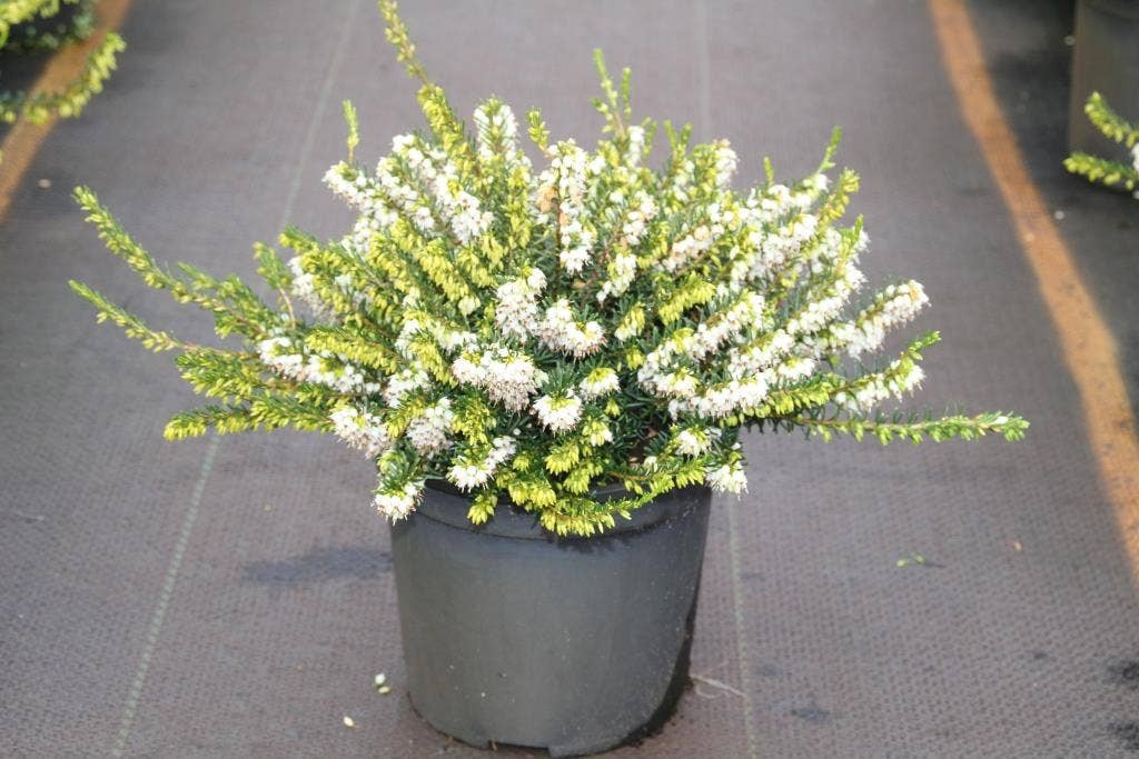  Witte Winterheide (Erica Darleyensis 'White Perfection')