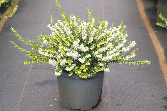 Witte Winterheide (Erica Darleyensis 'White Perfection')