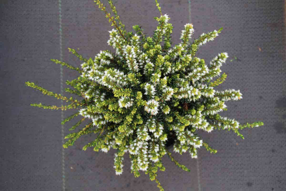  Witte Winterheide (Erica Darleyensis 'White Perfection')