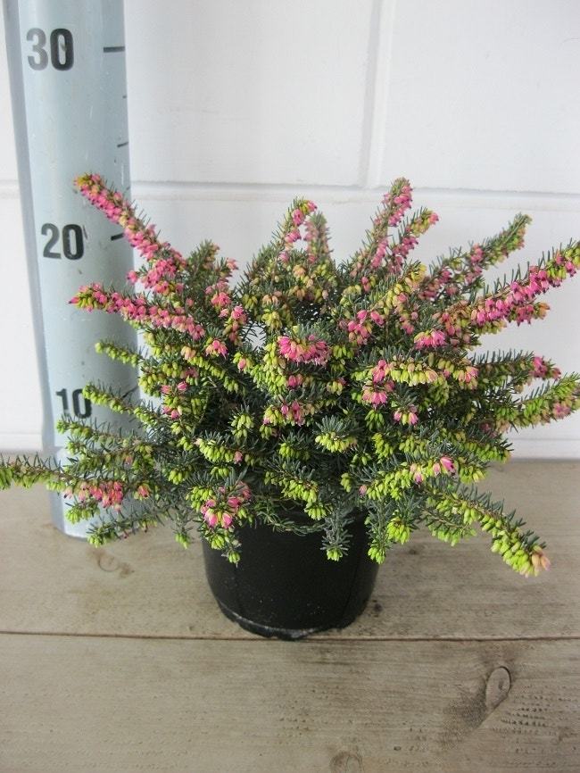  Rode Winterheide (Erica Darleyensis 'Kramer's Rote')