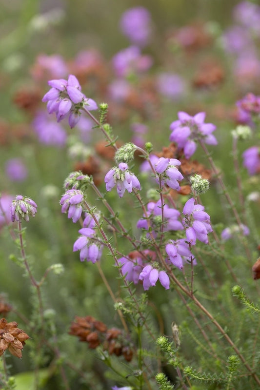  Gewone Dopheide (Erica Tetralix)