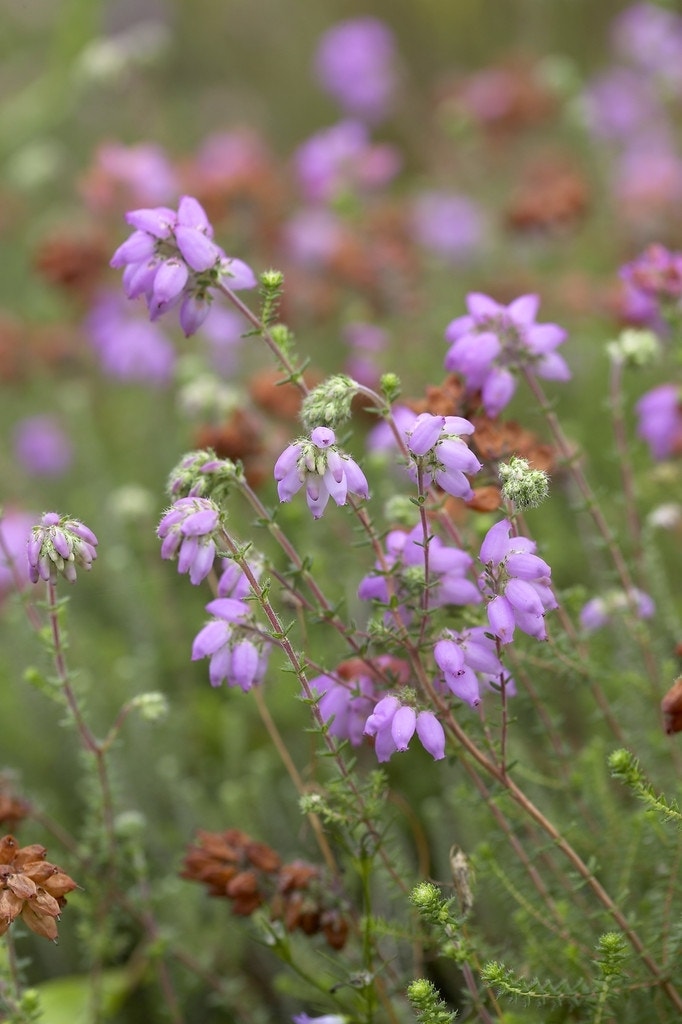  Gewone Dopheide (Erica Tetralix)