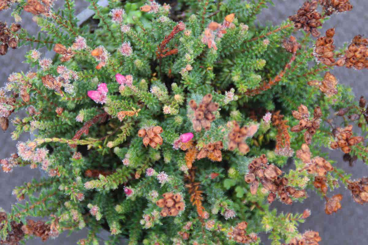  Gewone Dopheide (Erica Tetralix 'Con Underwood')