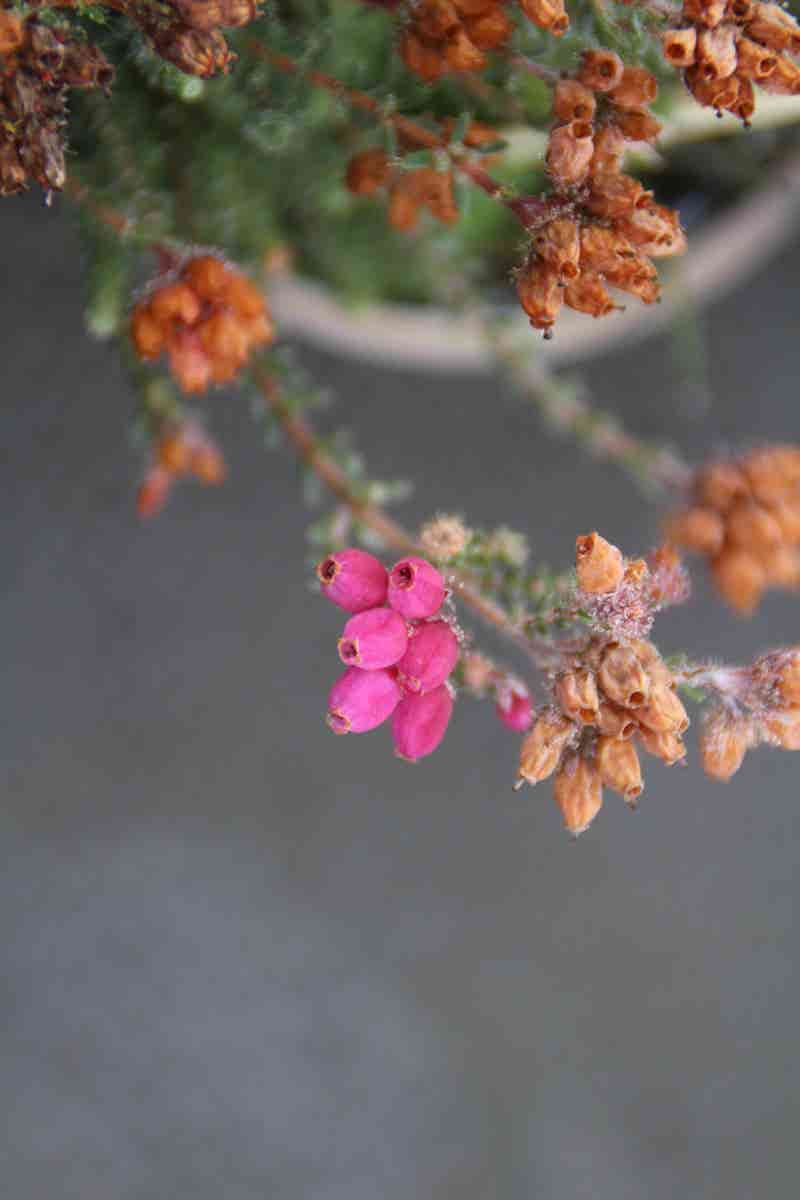  Gewone Dopheide (Erica Tetralix 'Con Underwood')