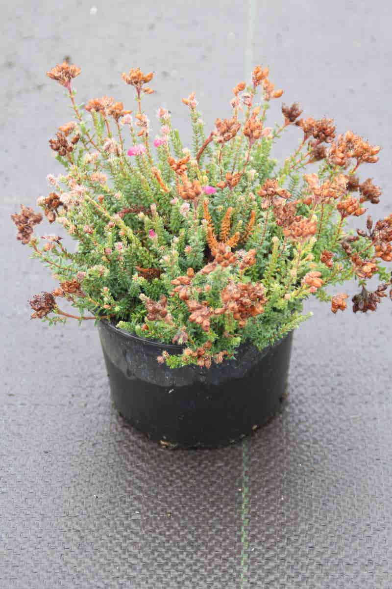  Gewone Dopheide (Erica Tetralix 'Con Underwood')