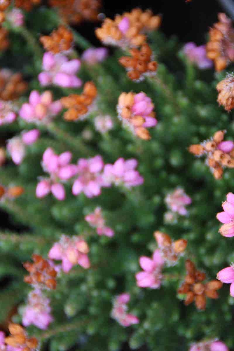  Dopheide Rose (Erica Tetralix ''Tina'')