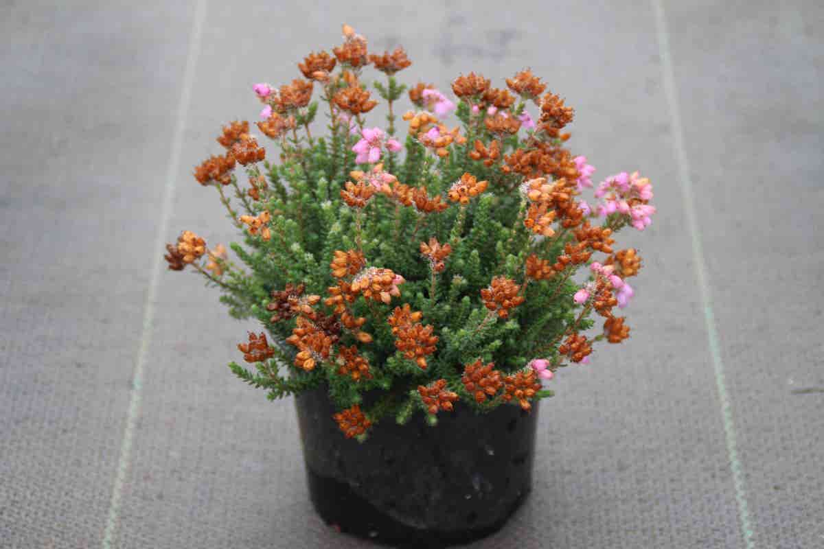  Dopheide Rose (Erica Tetralix ''Tina'')