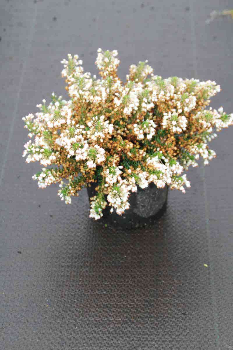  Zwerfheide Wit (Erica Vagans ''Lyonesse'')