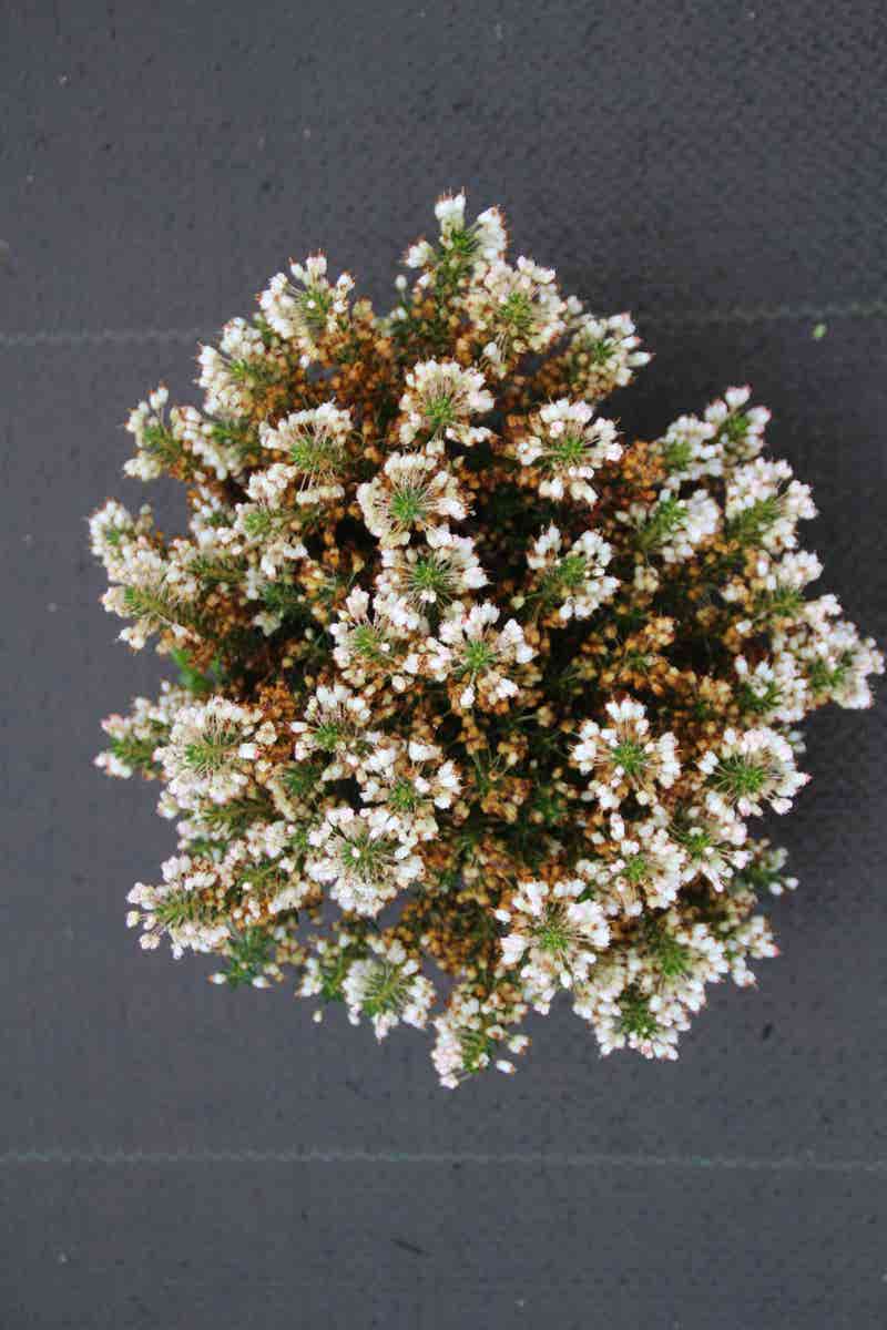  Zwerfheide Wit (Erica Vagans ''Lyonesse'')