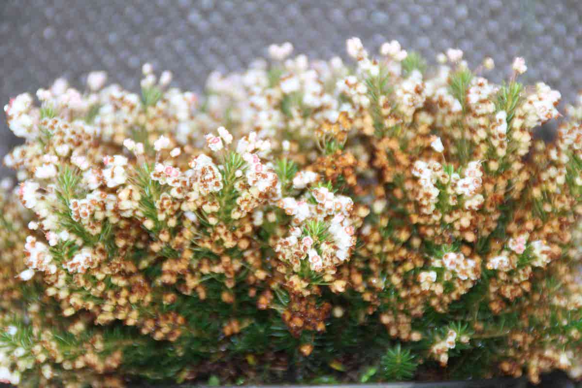  Zwerfheide Wit (Erica Vagans ''Lyonesse'')