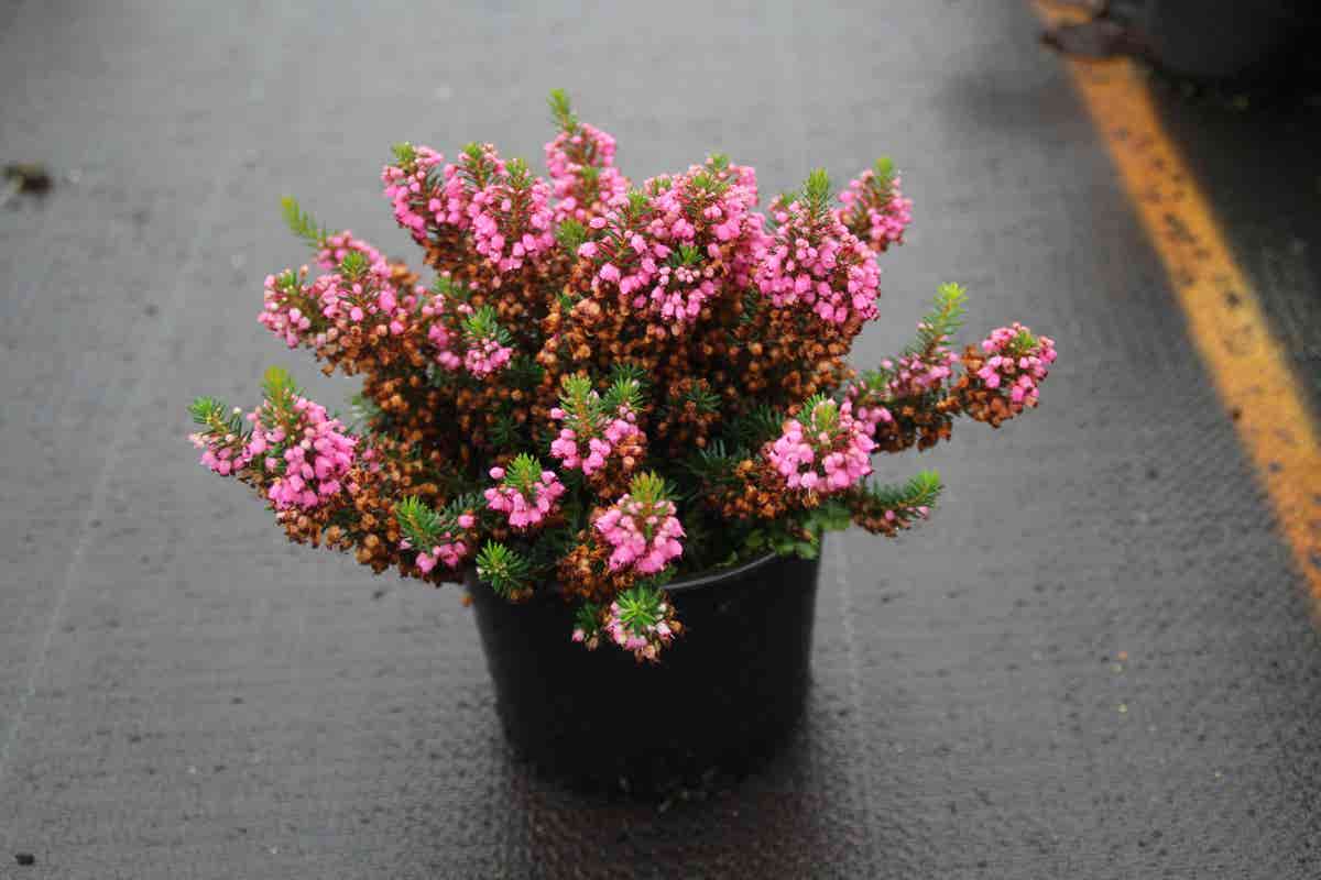  Zwerfheide Rozerood (Erica Vagans ''Mrs.D.F.Maxwell'')